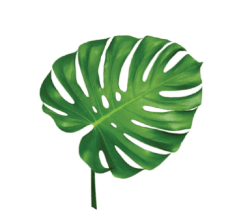 demo-attachment-97-leaf